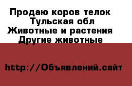 Продаю коров телок - Тульская обл. Животные и растения » Другие животные   